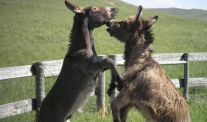 donkey-fight